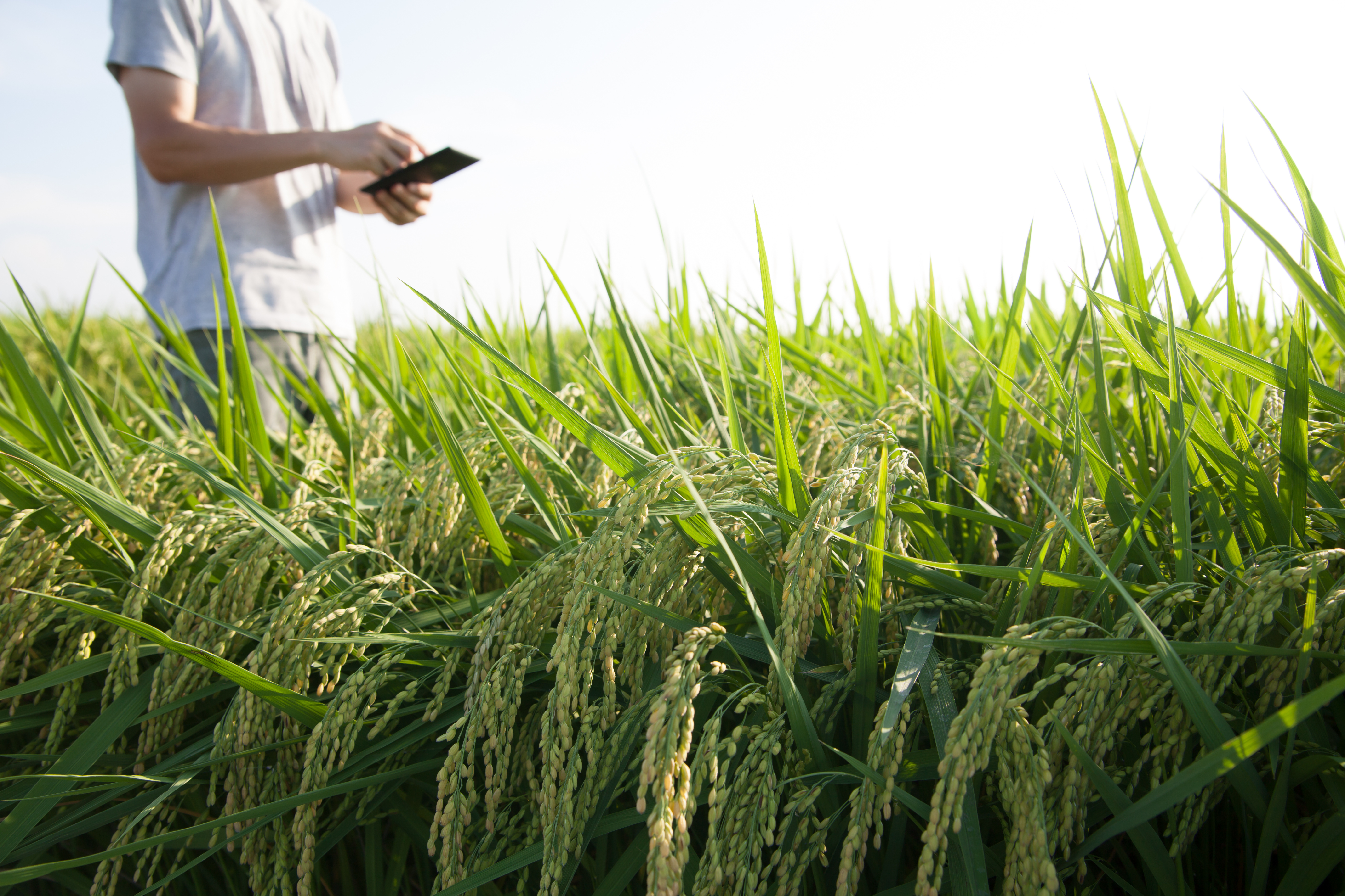 Развитие рынка agtech